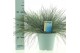 Festuca glauca intens blue 