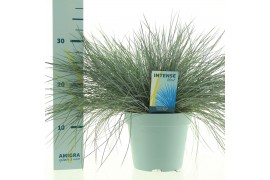 Festuca glauca intens blue