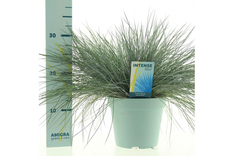 Festuca glauca intens blue 