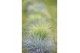 Festuca glauca intens blue 