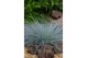 Festuca glauca intens blue 