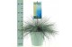 Festuca glauca intens blue 