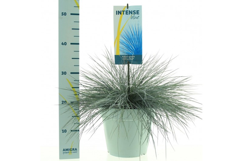 Festuca glauca intens blue 
