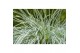 Festuca glauca intens blue 