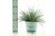 Festuca glauca compacta blue 
