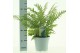 Dryopteris affinis 