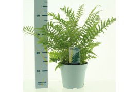 Dryopteris affinis