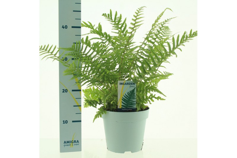 Dryopteris affinis 