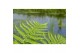 Dryopteris affinis 