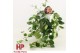 Aeschynanthus mona lisa keramiek wit 