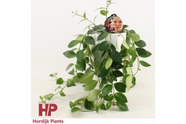 Aeschynanthus mona lisa keramiek wit