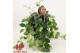 Aeschynanthus mona lisa keramiek zwart 