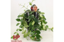Aeschynanthus mona lisa keramiek zwart