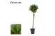Laurus nobilis Laurus nobilis Bol op stam 5000 gram 30 cm diameter 70  