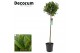 Laurus nobilis Laurus nobilis Bol op stam 5000 gram 30 cm diameter 70  