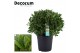 Laurus nobilis Bol zonder stam 70 cm diameter 
