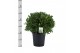 Laurus nobilis Bol zonder stam 70 cm diameter 
