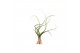 Tillandsia Tillandsia Bailey 1 bl. 