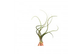 Tillandsia Tillandsia Bailey 1 bl.