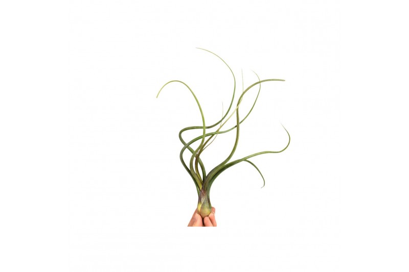 Tillandsia Tillandsia Bailey 1 bl. 