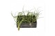 Tillandsia Tillandsia Bailey 1 bl. 