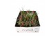 Tillandsia Tillandsia CS mix x35 1 bl. 