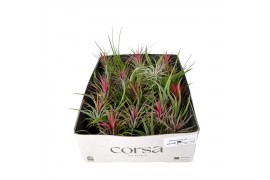 Tillandsia Tillandsia CS mix x35 1 bl.
