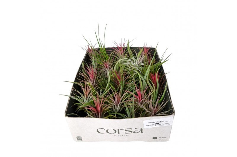 Tillandsia Tillandsia CS mix x35 1 bl. 