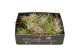 Tillandsia Tillandsia CS mix x35 1 bl. 