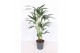 Howea forsteriana 