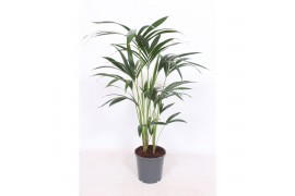 Howea forsteriana