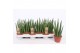 Sansevieria cylindrica tough guy mikado 