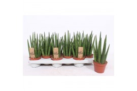 Sansevieria cylindrica tough guy mikado