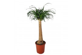 Beaucarnea recurvata