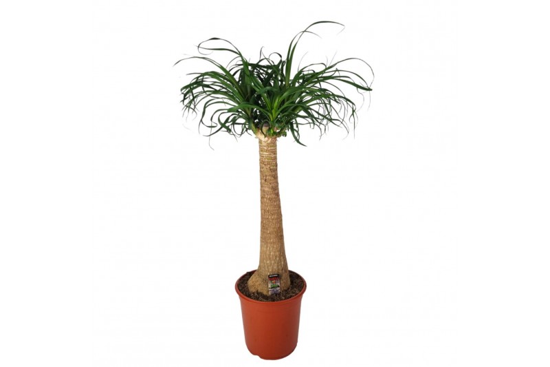 Beaucarnea recurvata 