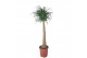 Beaucarnea recurvata Beaucarnea 27 cm 1 tak/plnt 
