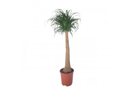 Beaucarnea recurvata Beaucarnea 27 cm 1 tak/plnt