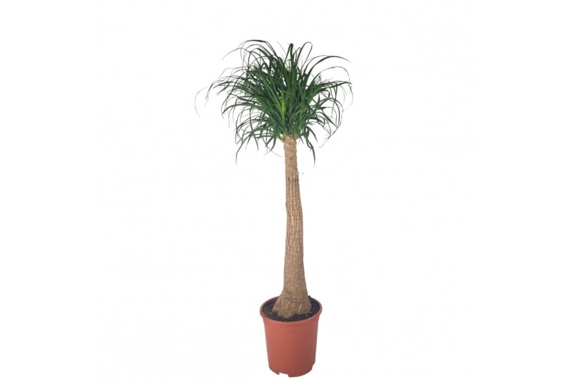 Beaucarnea recurvata Beaucarnea 27 cm 1 tak/plnt Beaucarnea recurvata Beaucarnea 27 cm 1 tak/plnt