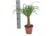 Beaucarnea recurvata Beaucarnea 14 cm k 1 tak/plnt 