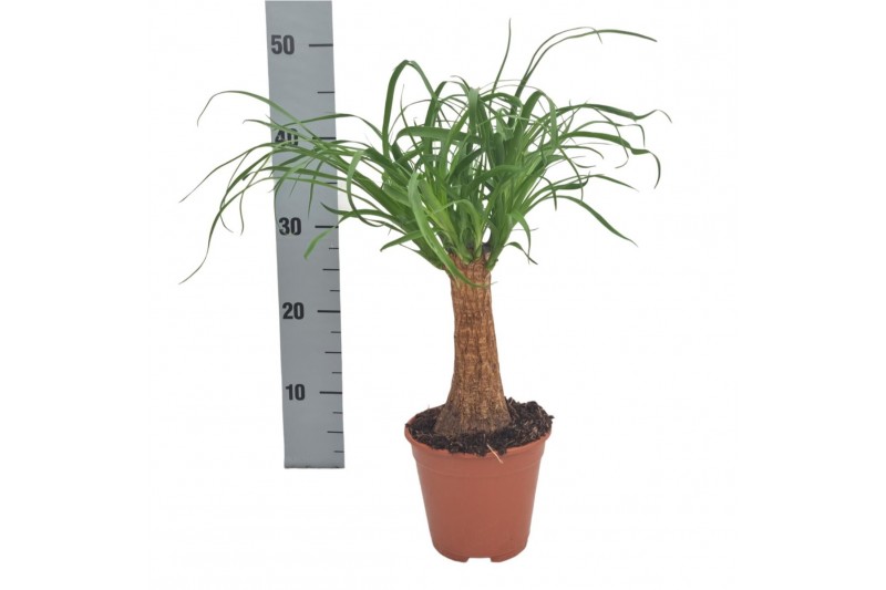 Beaucarnea recurvata Beaucarnea 14 cm k 1 tak/plnt 