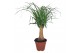Beaucarnea recurvata Beaucarnea 14 cm k 1 tak/plnt 