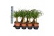 Beaucarnea recurvata Beaucarnea 14 cm k 1 tak/plnt 