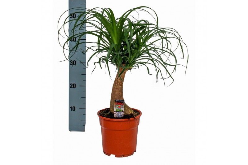 Beaucarnea recurvata 