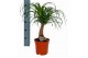 Beaucarnea recurvata 