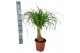 Beaucarnea recurvata Beaucarnea 19 cm 1 tak/plnt 