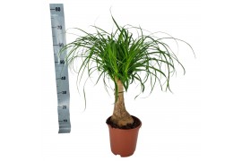 Beaucarnea recurvata Beaucarnea 19 cm 1 tak/plnt