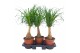 Beaucarnea recurvata Beaucarnea 19 cm 1 tak/plnt 