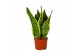 Sansevieria trifasciata futura superba Sansevieria Superba 9 3 pp 
