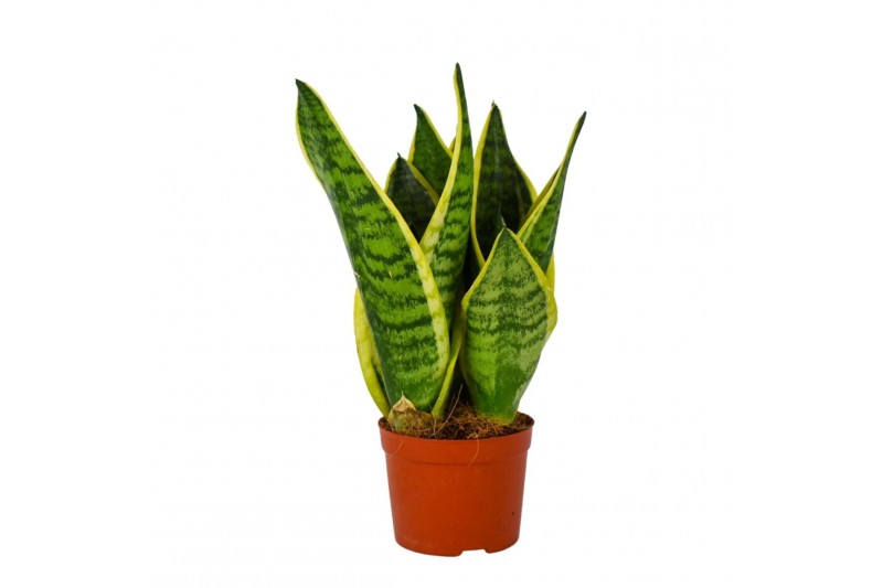 Sansevieria trifasciata futura superba Sansevieria Superba 9 3 pp 