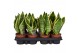 Sansevieria trifasciata futura superba Sansevieria Superba 9 3 pp 